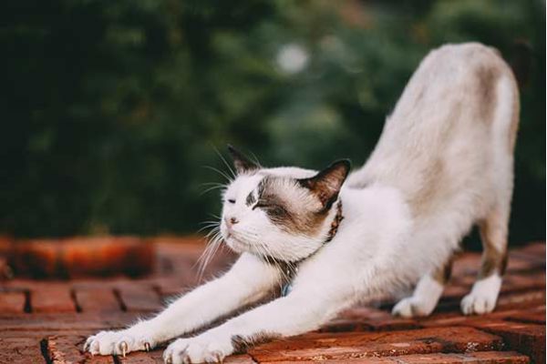 Posizione neutra della colonna vertebrale nel Pilates